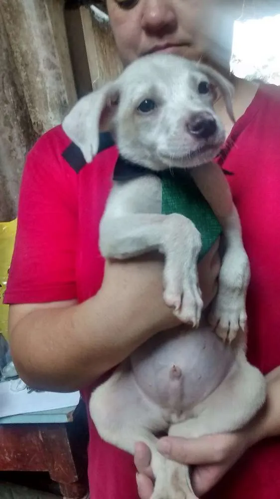Cachorro ra a SRD idade 2 a 6 meses nome polar