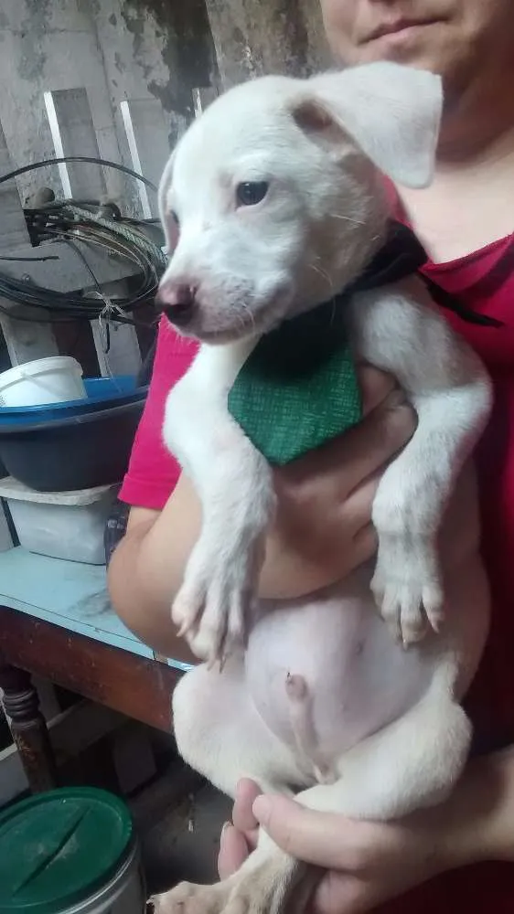 Cachorro ra a SRD idade 2 a 6 meses nome polar
