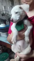 polar