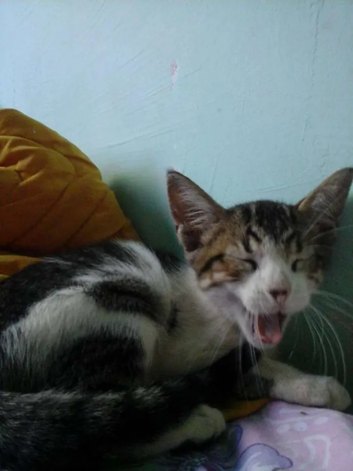 Gato ra a desconhecida idade Abaixo de 2 meses nome sem nome 