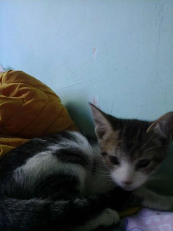 Gato ra a desconhecida idade Abaixo de 2 meses nome sem nome 
