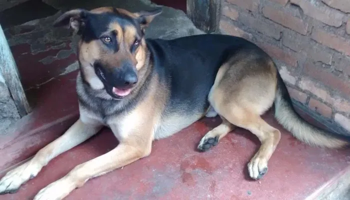 Cachorro ra a Pastor Alemão idade 5 anos nome Brutus