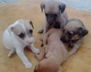 Cachorro raça SRD idade Abaixo de 2 meses nome Doação