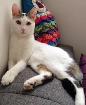 Gato raça  idade 1 ano nome Céu