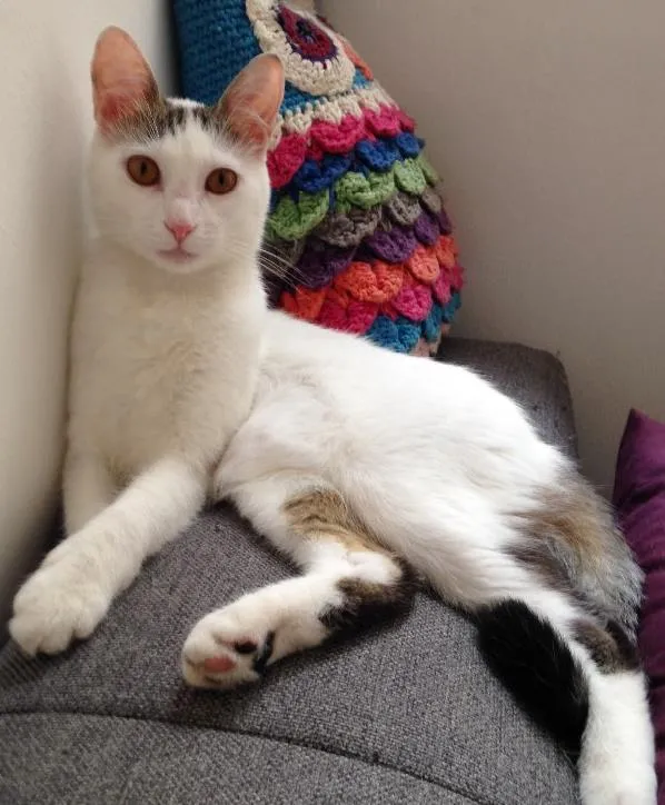 Gato ra a  idade 1 ano nome Céu