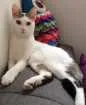 Gato raça  idade 1 ano nome Céu