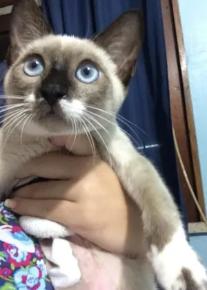 Gato raça siamês (não confirmado) idade 1 ano nome Bartolomeu
