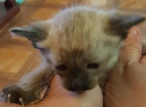 Gato raça Siamês  idade Abaixo de 2 meses nome Sem nome