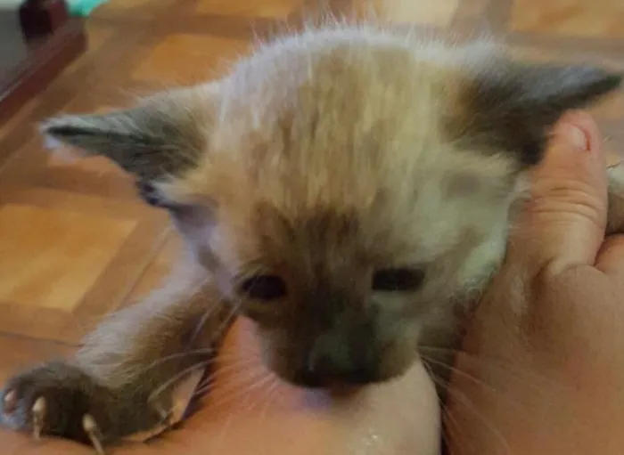 Gato ra a Siamês  idade Abaixo de 2 meses nome Sem nome