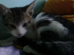 Gato raça desconhecida idade Abaixo de 2 meses nome sem nome 