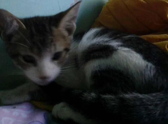 Gato ra a desconhecida idade Abaixo de 2 meses nome sem nome 