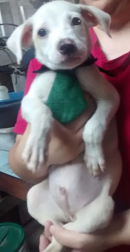 Cachorro ra a SRD idade 2 a 6 meses nome polar