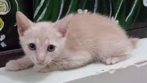 Gato raça  idade 2 a 6 meses nome Galego