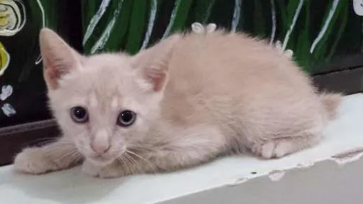 Gato ra a  idade 2 a 6 meses nome Galego