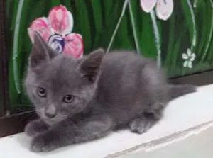 Gato raça  idade 2 a 6 meses nome Grafite
