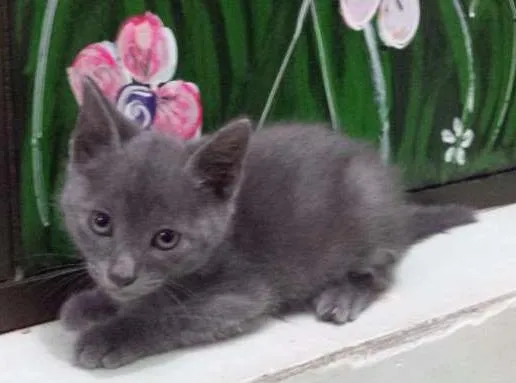 Gato ra a  idade 2 a 6 meses nome Grafite