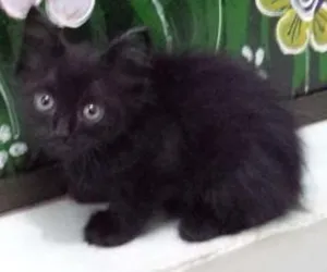 Gato raça  idade 2 a 6 meses nome Nina