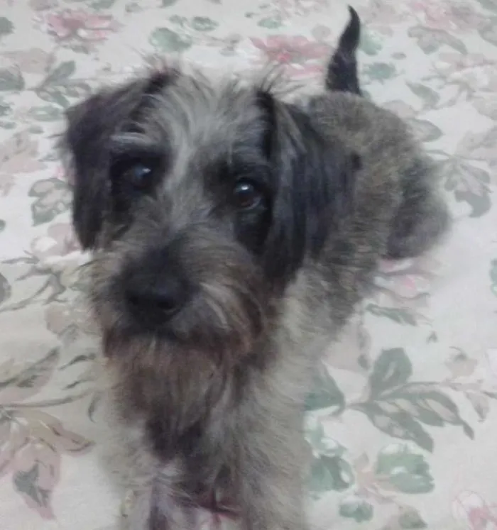 Cachorro ra a SRD idade 7 a 11 meses nome Dudu