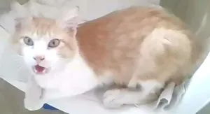 Gato raça Mestiço idade Abaixo de 2 meses nome sem nome