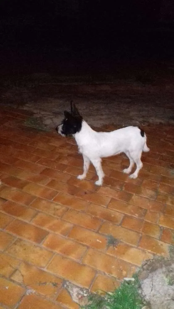 Cachorro ra a Vira lata idade 2 a 6 meses nome Sem nome