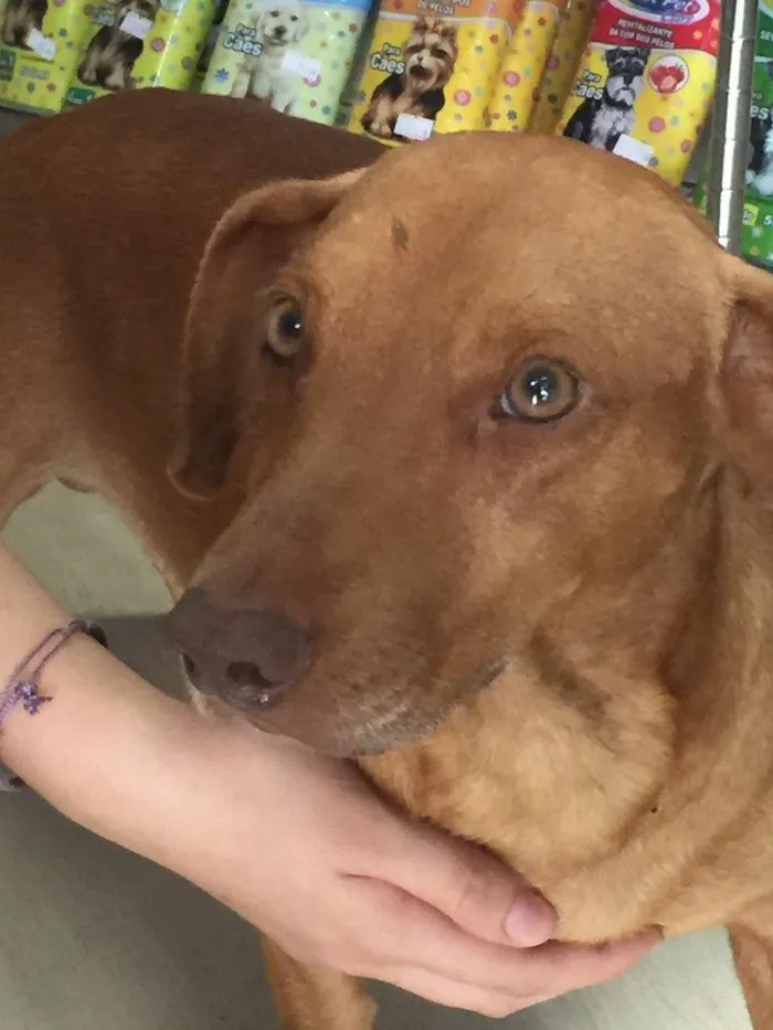 Cachorro ra a Salsicha idade 1 ano nome Lord
