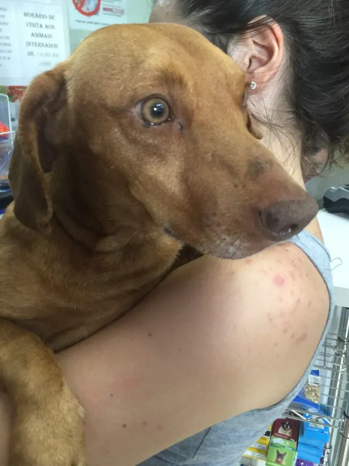 Cachorro ra a Salsicha idade 1 ano nome Lord