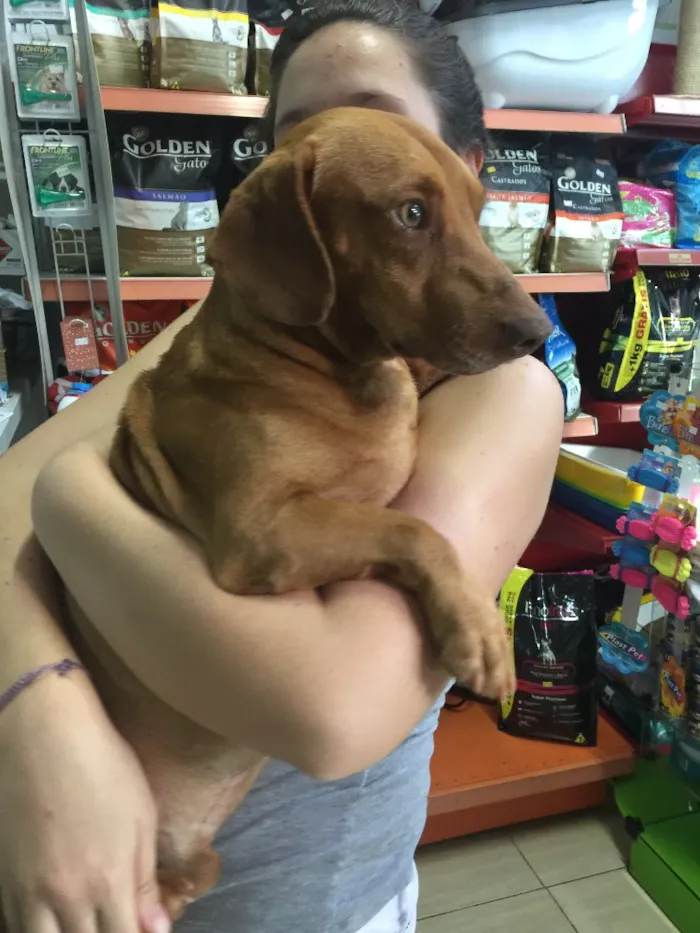Cachorro ra a Salsicha idade 1 ano nome Lord