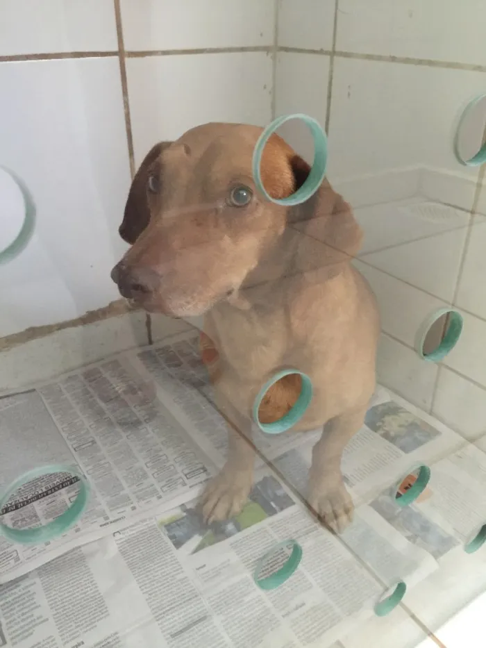 Cachorro ra a Salsicha idade 1 ano nome Lord