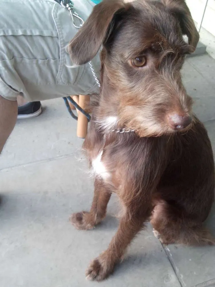 Cachorro ra a  idade 2 anos nome Jack
