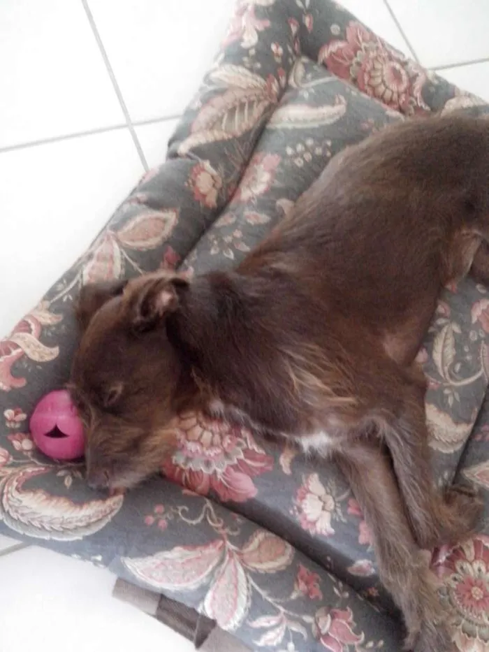 Cachorro ra a  idade 2 anos nome Jack