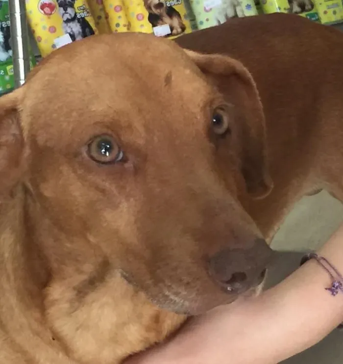 Cachorro ra a Salsicha idade 1 ano nome Lord