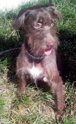 Cachorro raça  idade 2 anos nome Jack
