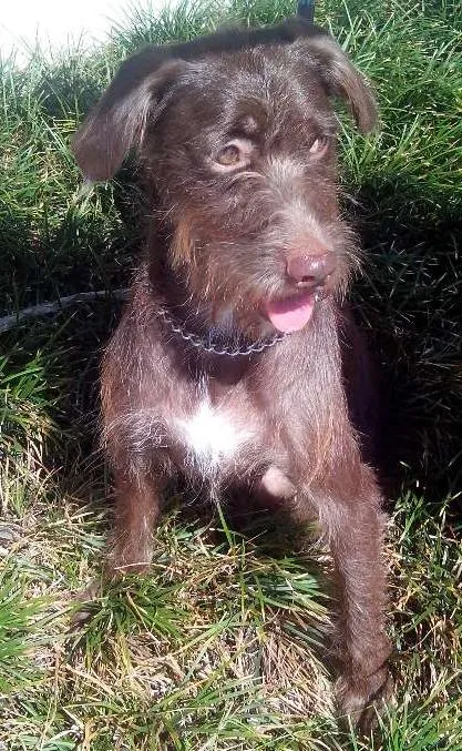 Cachorro ra a  idade 2 anos nome Jack