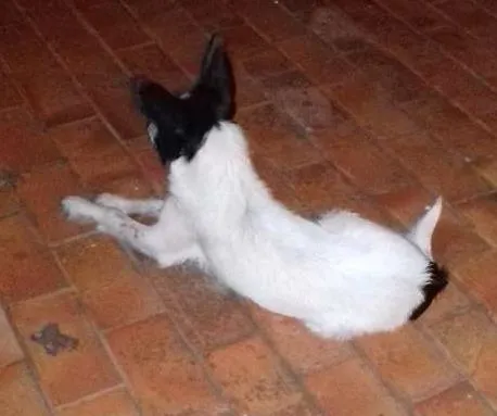 Cachorro ra a Vira lata idade 2 a 6 meses nome Sem nome