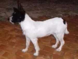 Cachorro raça Vira lata idade 2 a 6 meses nome Sem nome