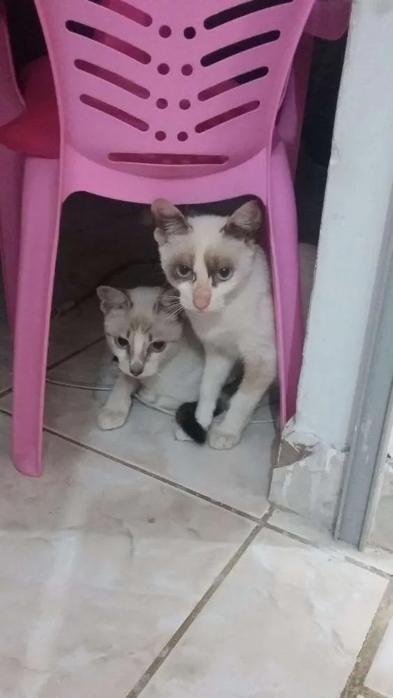 Gato raça Srd idade 7 a 11 meses nome Sem nome