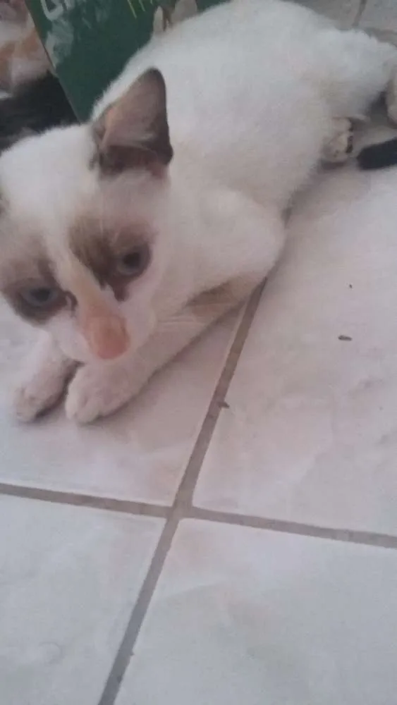 Gato raça Srd idade 7 a 11 meses nome Sem nome