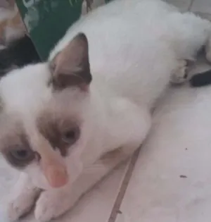 Gato raça Srd idade 7 a 11 meses nome Sem nome