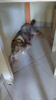 Scar