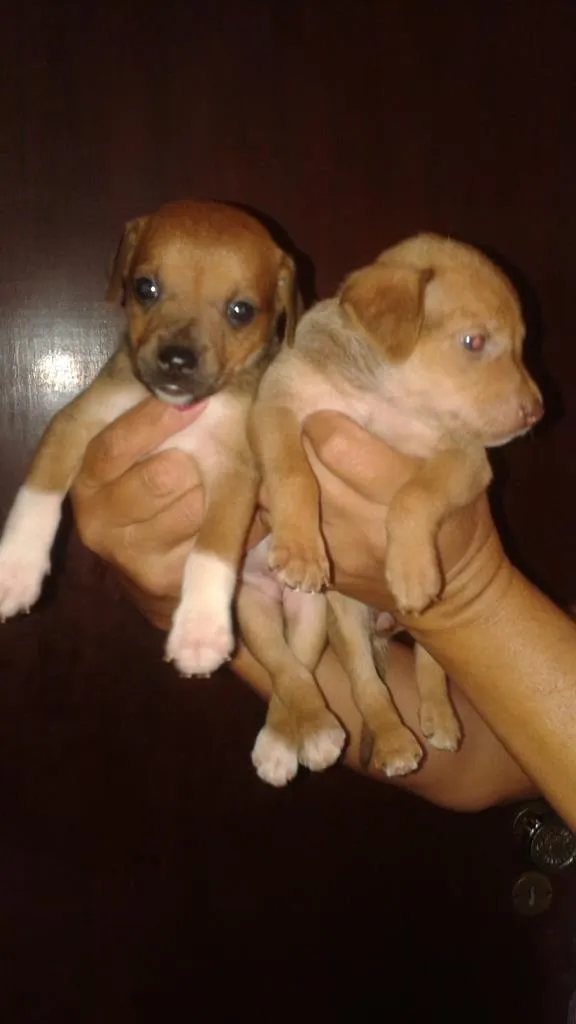 Cachorro ra a  idade Abaixo de 2 meses nome sem nomes