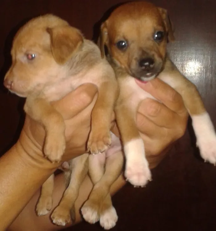 Cachorro ra a  idade Abaixo de 2 meses nome sem nomes