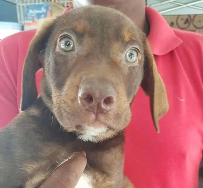 Cachorro ra a SRD idade 2 a 6 meses nome Chocolate