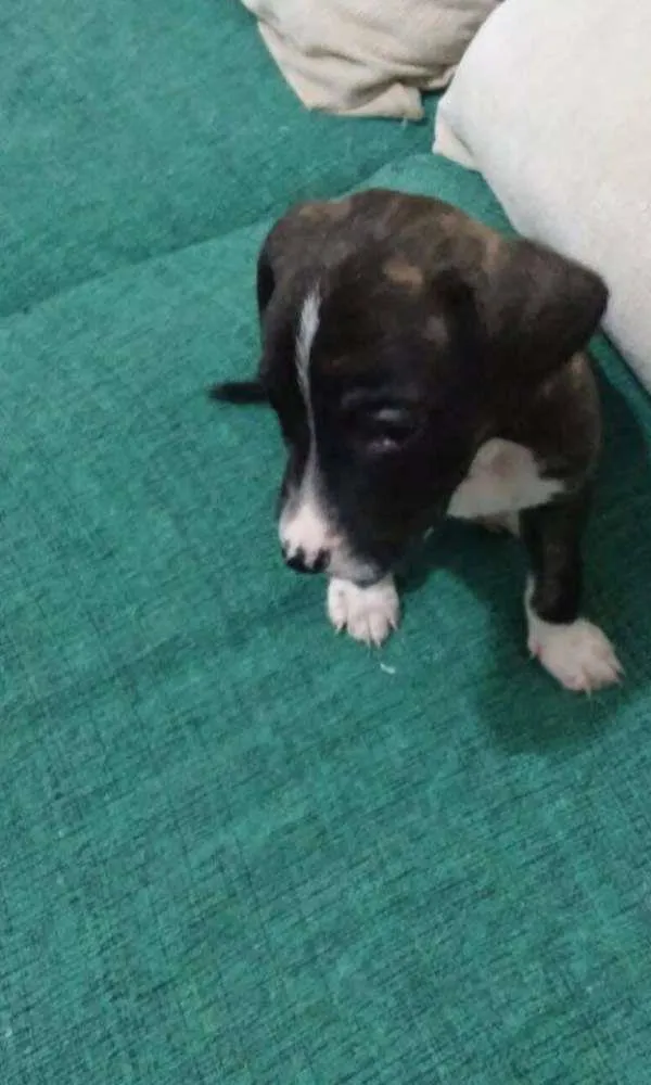Cachorro ra a Mestiço idade Abaixo de 2 meses nome Nao tem
