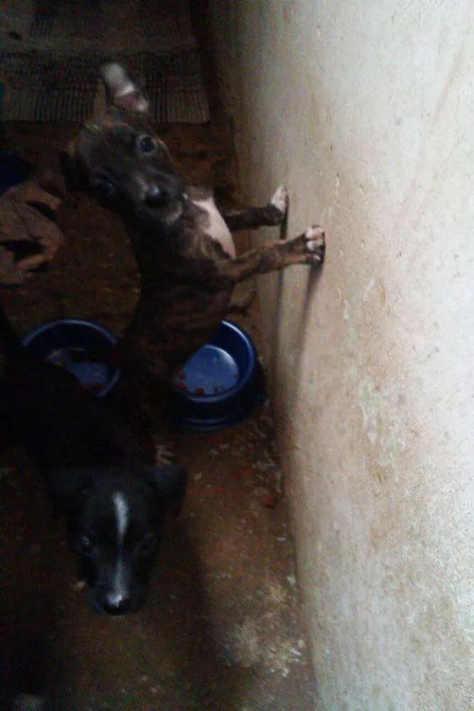 Cachorro ra a Mestiço idade Abaixo de 2 meses nome Nao tem