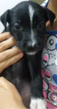Nao tem