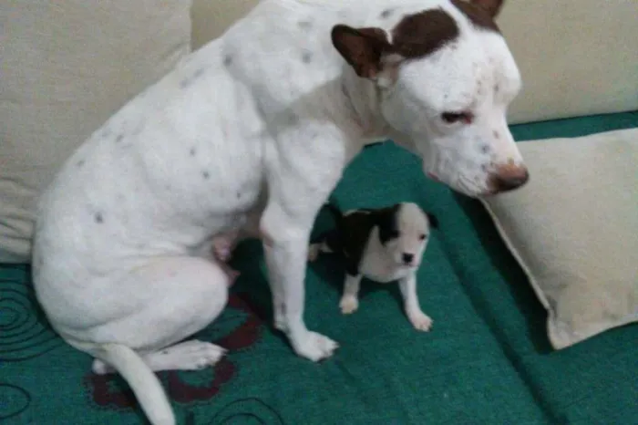 Cachorro ra a Mestiço idade Abaixo de 2 meses nome Nao tem
