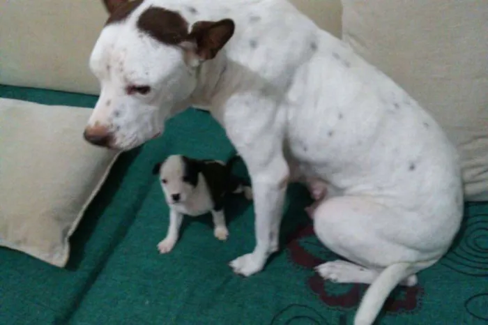 Cachorro ra a Mestiço idade Abaixo de 2 meses nome Nao tem
