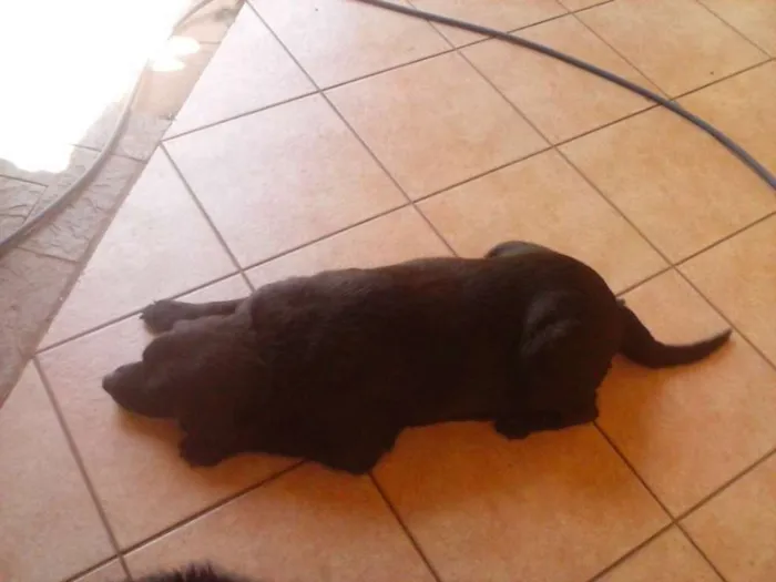 Cachorro ra a Labradora idade 6 ou mais anos nome Pandora