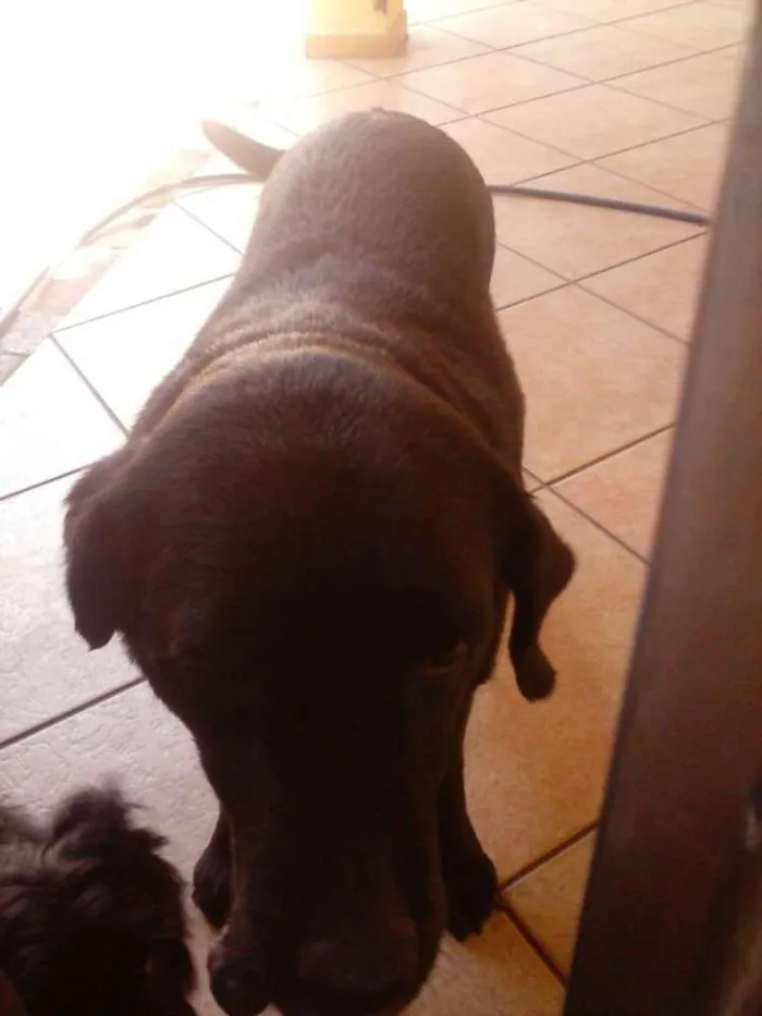 Cachorro ra a Labradora idade 6 ou mais anos nome Pandora