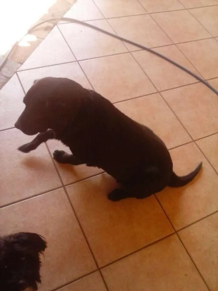 Cachorro ra a Labradora idade 6 ou mais anos nome Pandora